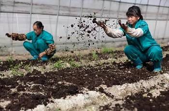 有機種植三要素：改土